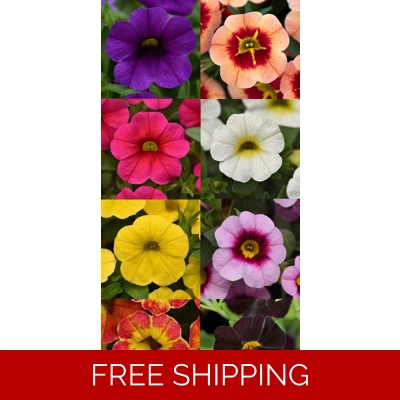 Calibrachoa (Million Bells) x 3 Plug Plants